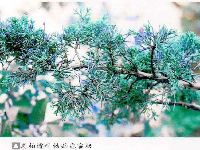 真柏盆景怎么病虫害防治德个方法