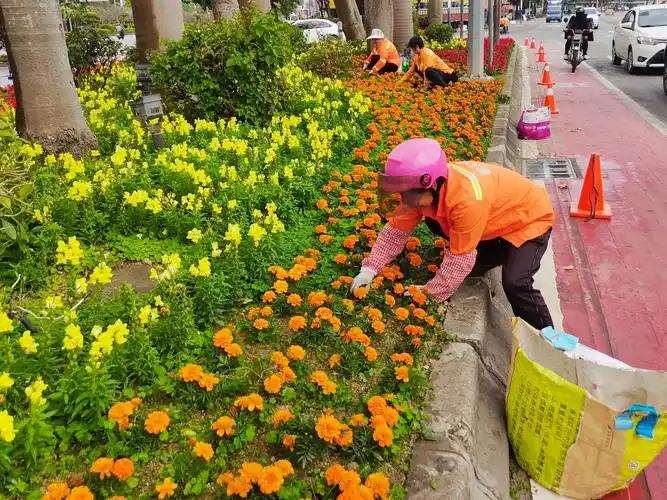 市政道路园林绿化养护策略的3个探讨