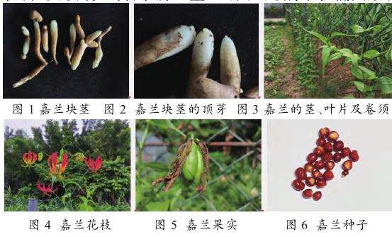 植物学特征与生态习性