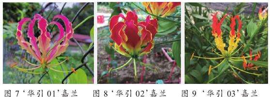 植物学特征与生态习性