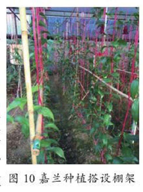 植物学特征与生态习性