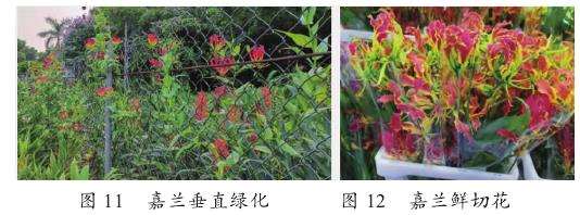 室外垂直绿化