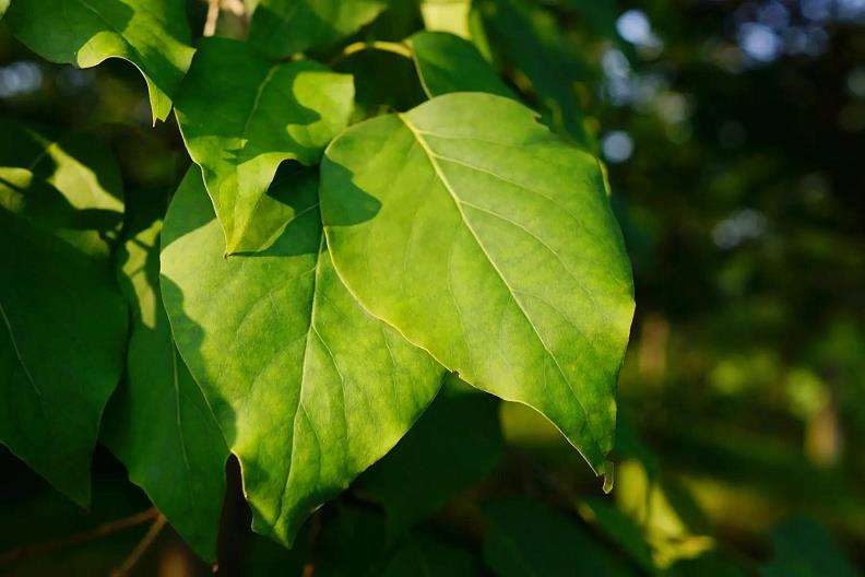园林植物学混合式教学实施