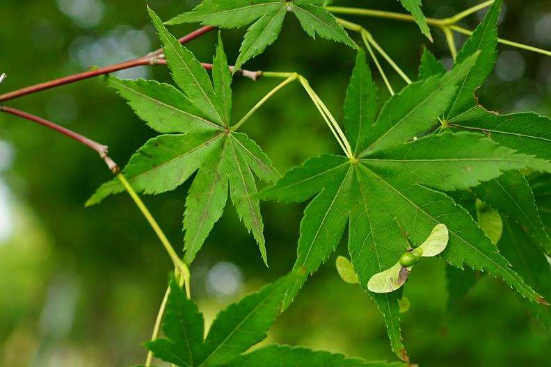 园林植物学混合式教学实施
