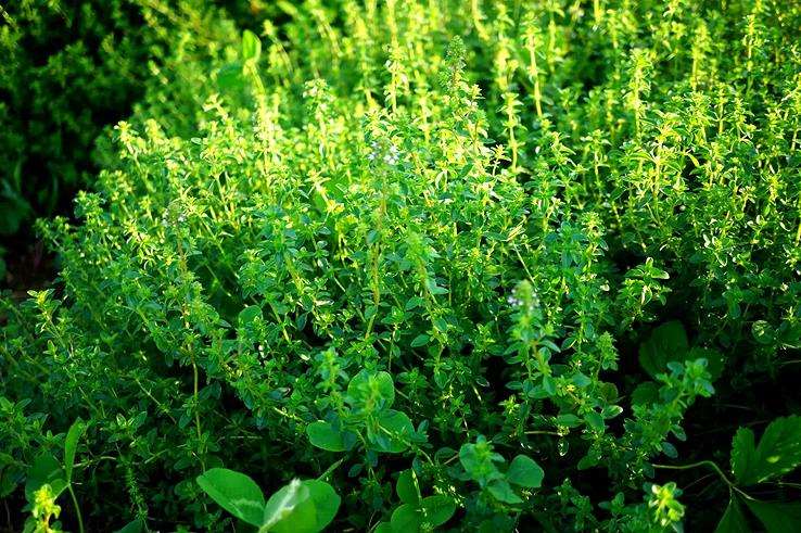 园林植物学教学现状及3个问题