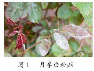 藤本月季怎么栽培管理