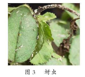 藤本月季怎么栽培管理的4个技术