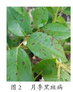 藤本月季怎么扦插繁殖的3个技术