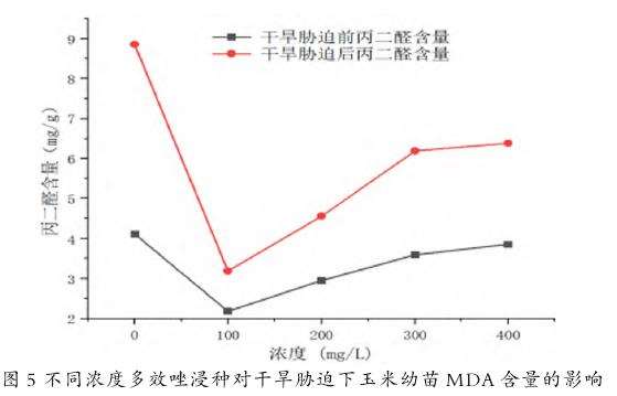 干旱胁迫下玉米幼苗MDA含量的影响