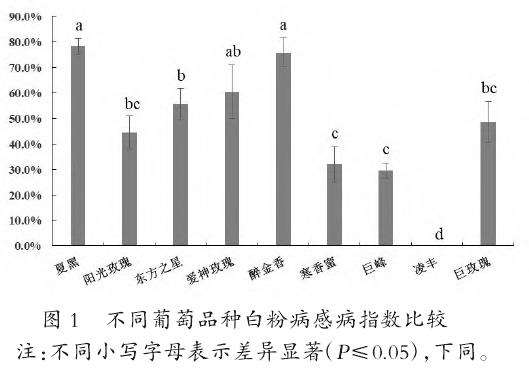 不同葡萄品种白粉病感病指数