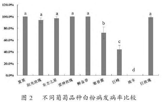 不同葡萄品种白粉病发病率