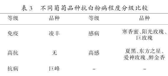 不同葡萄品种抗白粉病程度分级