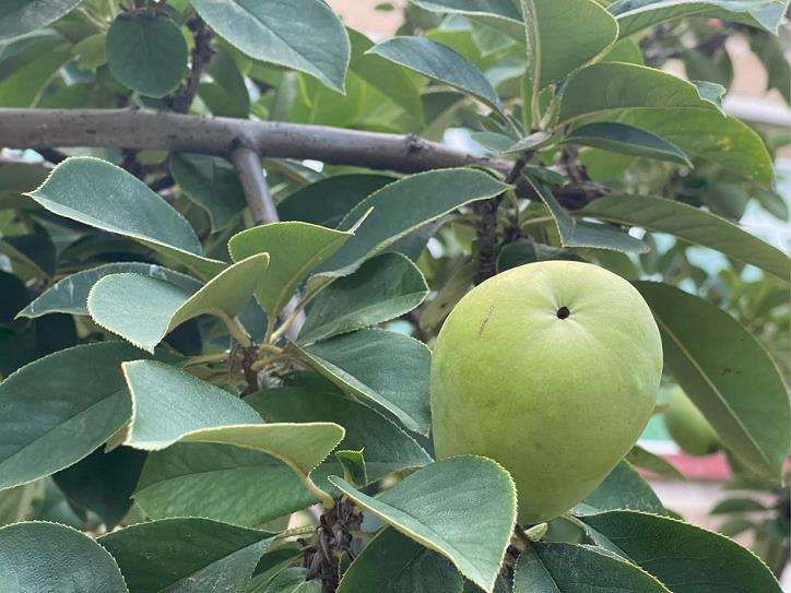 曹州光皮木瓜怎么栽培的3个技术
