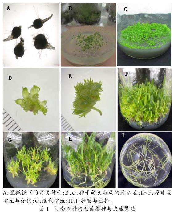 不同培养基配方对种子萌发及生长的影响