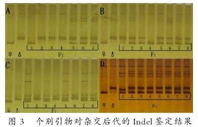 基于Indel标记的新疆色素辣椒杂交种纯度鉴定