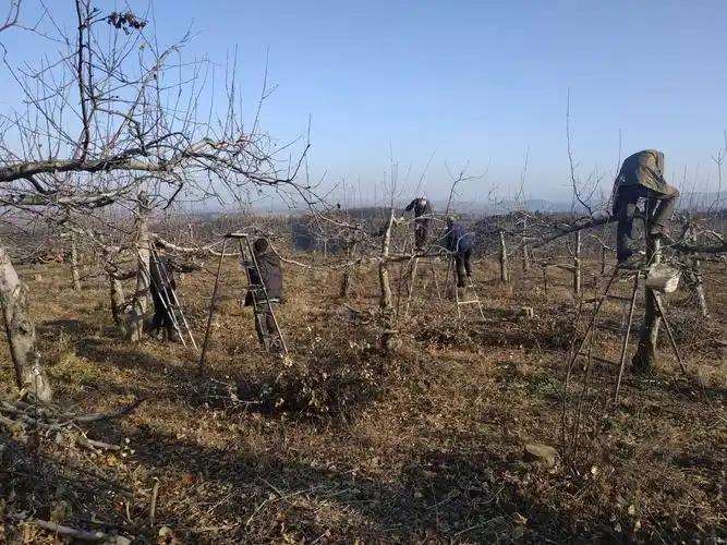 间伐在果园改造中的应用