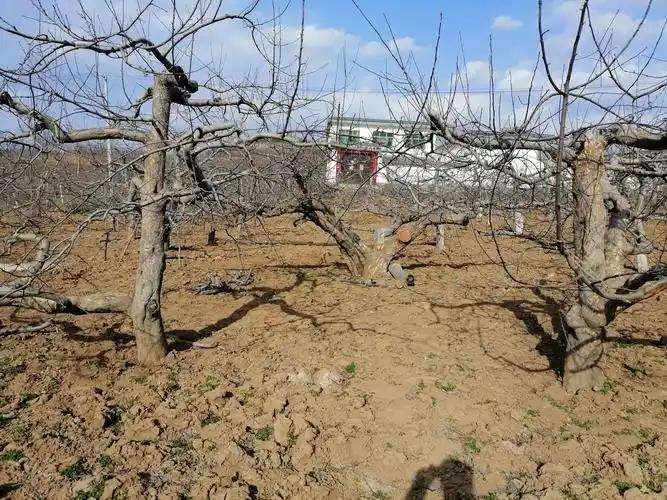 间伐对果园微环境的影响