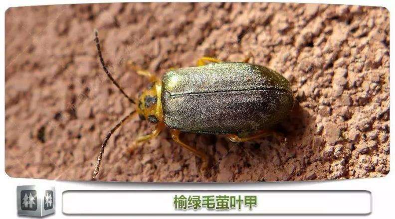 九龙江林区沙枣林的榆绿毛萤叶甲防治