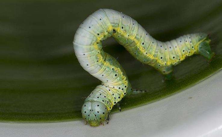 九龙江林区沙枣林的春尺蠖防治