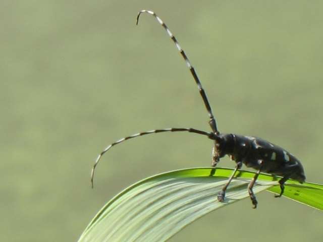 九龙江林区沙枣林的光肩星天牛防治