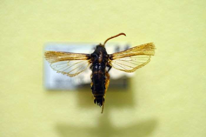 九龙江林区沙枣林的杨干透翅蛾防治