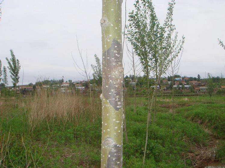 九龙江林区沙枣林的杨树腐烂病防治