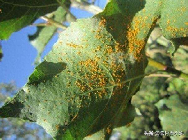 九龙江林区沙枣林的杨树锈病防治