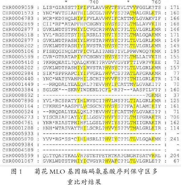 菊花MLO基因家族进化分析