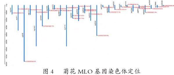 菊花MLO基因家族成员定位
