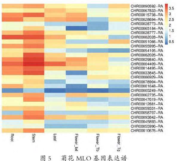 菊花MLO基因家族成员表达分析