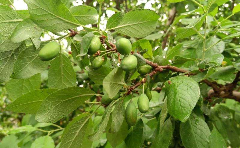 喀什地区新梅产业发展现状及对策建议