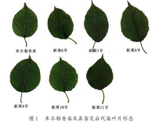 库尔勒香梨及其杂交后代生理指标研究