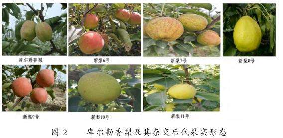 库尔勒香梨及其杂交后代生理指标研究