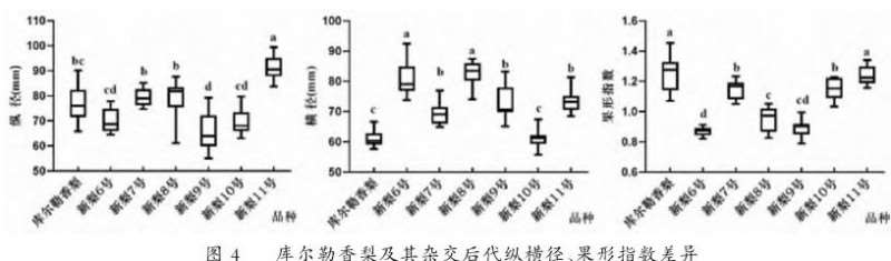 库尔勒香梨及其杂交后代果实纵横径