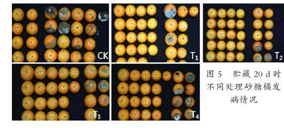 微乳液对砂糖橘保鲜效果评价