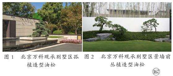 造型油松在园林景观中的应用方式