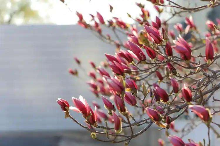 早春花卉二月兰的园林应用及养护技术