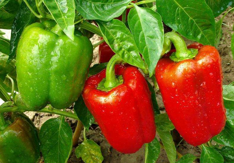 漳州市甜椒繁育与栽培技术