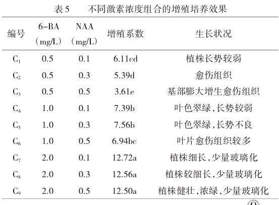 长筒花叶片离体培养研究