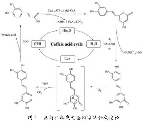 真菌发光基因特点