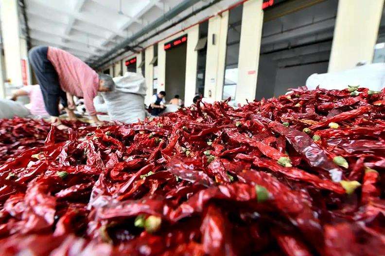 遵义辣椒山地现代化发展现状与思考