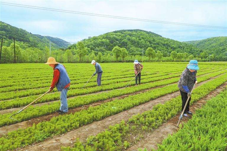 山西地区油松播种育苗技术的应用