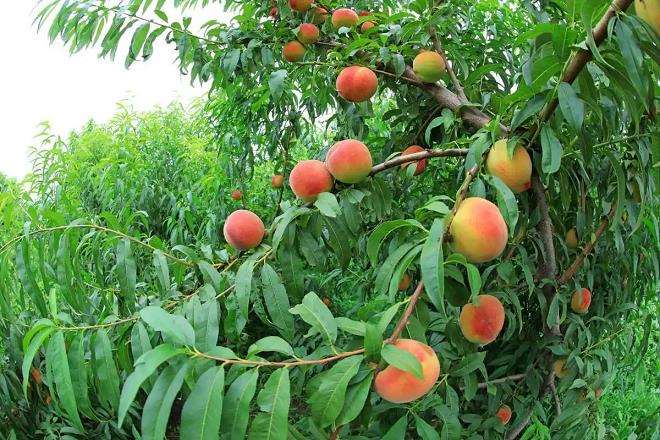 当前设施桃树栽培困境分析