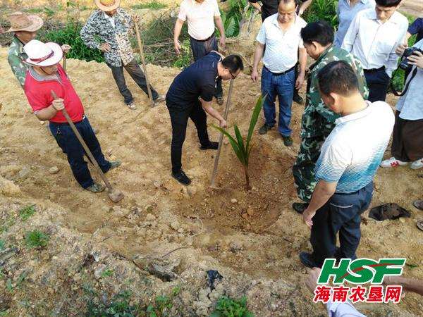 椰子树移栽与园林养护技术分析