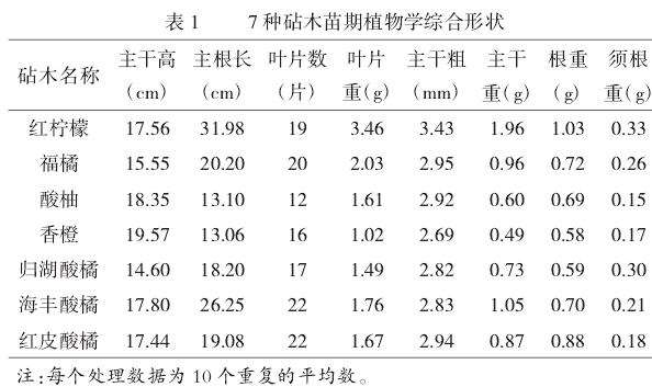 种砧木苗期植物学综合形状对比