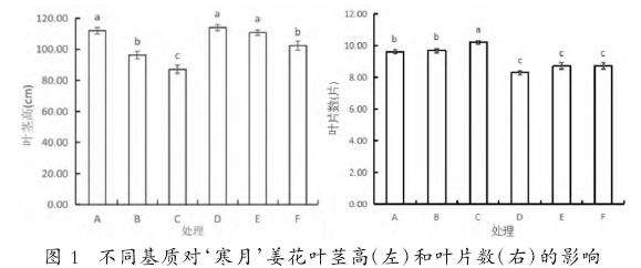园林工程用寒月姜花大袋苗栽培基质优化研究