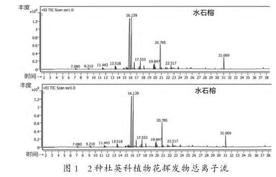 种杜英科植物花挥发物色谱图