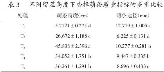 留茬高度对香樟萌条质量的影响
