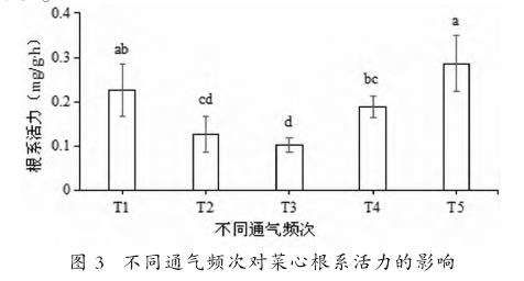 不同通气频次对菜心根系活力的影响