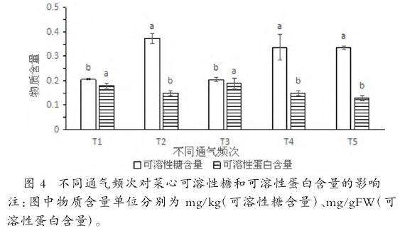 不同通气频次对菜心叶片叶绿素含量的影响
